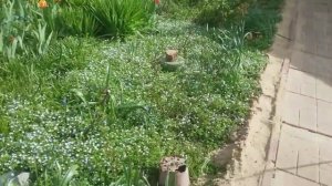 Подмосковье, цветущий сад в мае.