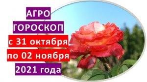 Агрогороскоп с 31 октября по 02 ноября 2021 года