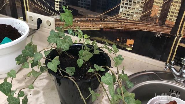 Весенние пересадки.... смотреть онлайн