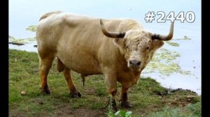 #2440. Коровы и буйволы (В мире животных)