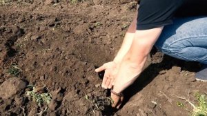 Испытание культиватора стерневого КР 8 производства БДТ-АГРО