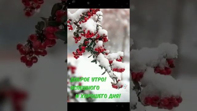 Хорошего дня!!! Красивая Елочка!! 🌨️🌨️🌨️ #видео #картинки #поздравление #день