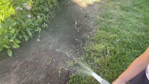 КАК СЕЯТЬ ГАЗОННУЮ ТРАВУ #газон #верандацветысадогород #дача