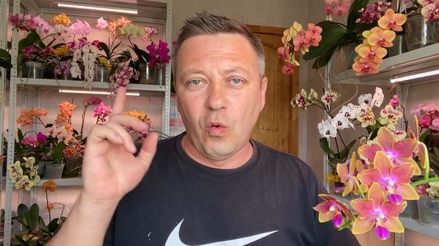 ОРХИДЕИ для НОВИЧКОВ орхидея уценка или цветущая орхидея? смотреть онлайн
