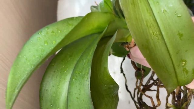 Мучнистая Роса на орхидее. Убираем паразита. смотреть онлайн