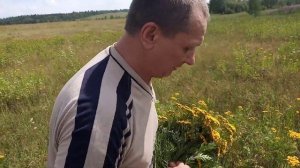 Природное   средство   от   мышей . ПИЖМА .