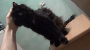 Общение с кошкой Маляшей 2019 Маляша кот гладить кошку