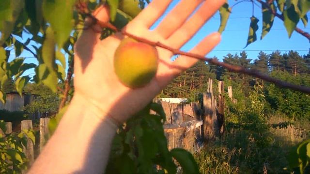 6 июля 2022 - Жердель, Маньчжурский абрикос и клон абрикоса Академик от Железова В.К. смотреть онлайн