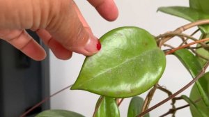 Hoya Plant CARE TIPS | Hoya for BEGINNERS | Hoya Carnosa Red Flowers