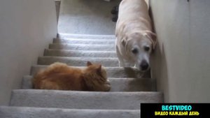Коты обижают собак \ Cats scoff at dogs
