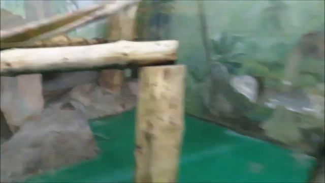 Мандрилы 07.12.2020 смотреть онлайн