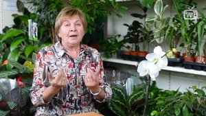 Когда выкапывать георгины? ? Советы от эксперта ?