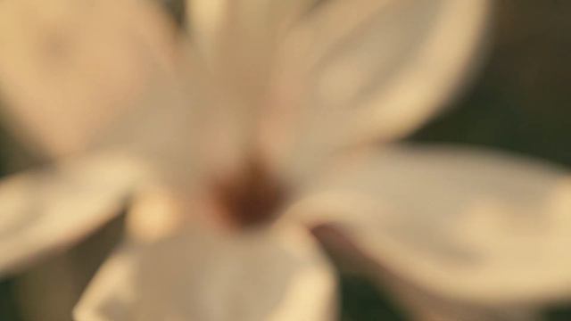 Shakespeare Sonnet 98 Visual Poem смотреть онлайн