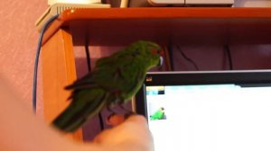 Какарики Итан учится говорить "Хороший"