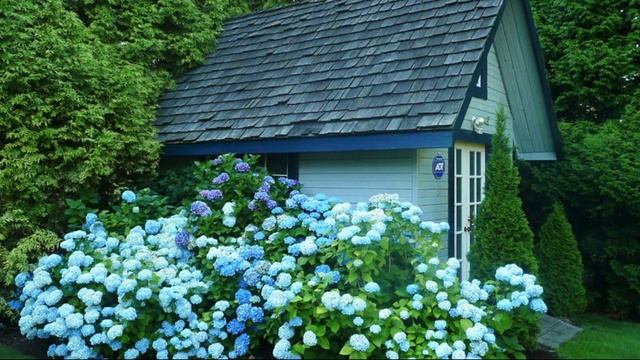 Гортензии в ландшафтном дизайне #ландшафтныйдизайн