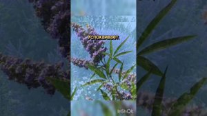 Витекс Священный от компании Эрсаг.  #эрсаг  #зож  #здоровье  #бады #органика  #бизнес