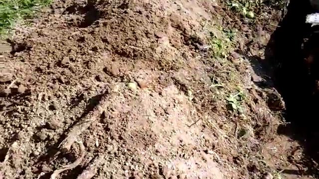 Удаления старой яблони на участке, выкорчёвка часть 1