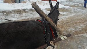 Ослица в упряжке. Приучай нашу ослицу к упряжке.