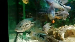 Довии (Цихлида волк), никарагуанская цихлазома, вьеха хартвеги. Parachromis dovii, nicaraguensis