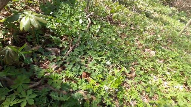 Black Morel Mushroom Hunting in Indiana смотреть онлайн