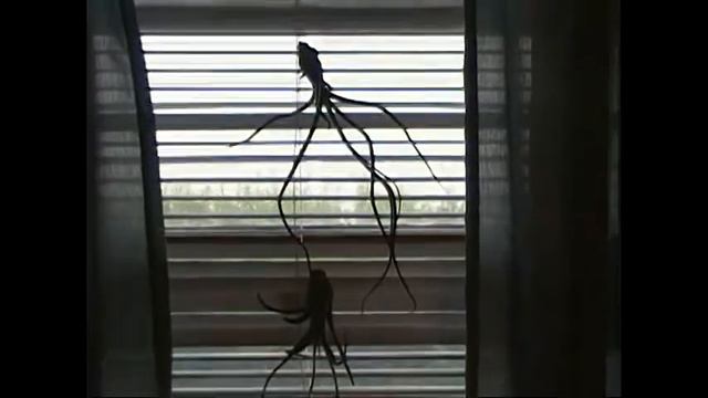 Megalife21's James with His Air Plants or Tillandsia's смотреть онлайн