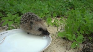 Ёжик проснулся)!