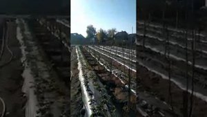 Наш первый сад , груши киргизская зимняя и ноябрьская на подвое ВА 29 айва.