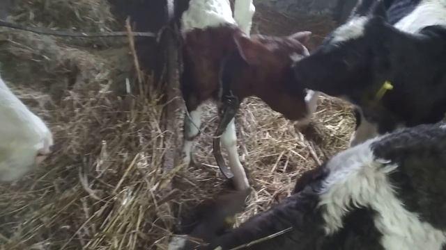 Покупаем телят смотреть онлайн