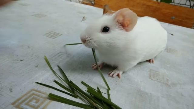 УХОД за МОРСКОЙ СВИНКОЙ/еда смотреть онлайн