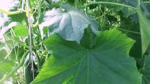 Пожелтели Листья у Огурцов в Конце Июля, Что Делать. Причины Пожелтения и Устранение Проблемы.