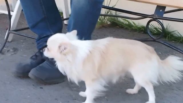 Рестодэй на Каменке смотреть онлайн