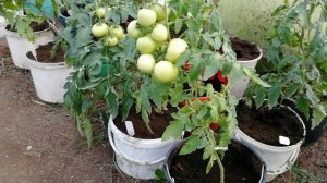 Помидоры в вёдрах. Ранний урожай.