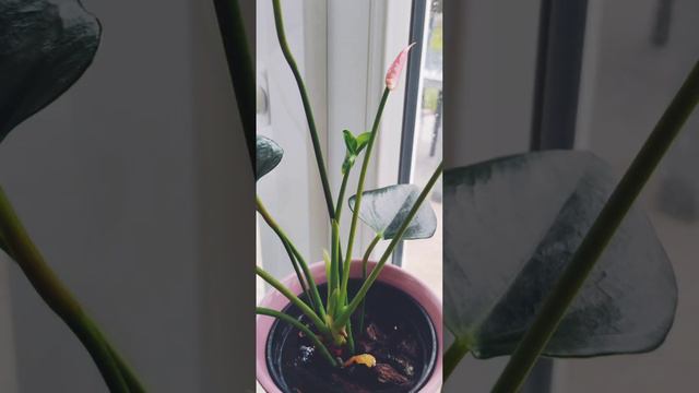 Как зацветает Антуриум смотреть онлайн