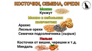 Что можно и нельзя давать песчанкам. Кормление песчанок - чем можно кормить?