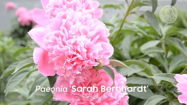 Peaonia 'Sarah bernhardt' - FarmerGracy.co.uk смотреть онлайн