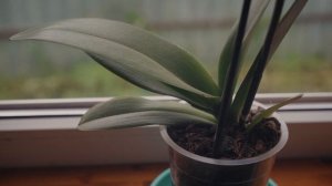 Ленивый уход за орхидеями. Пособие для начинающих.