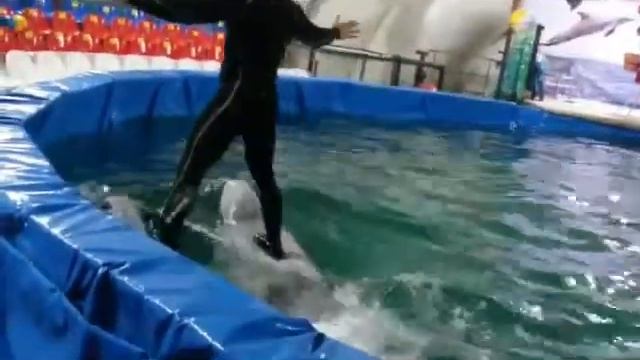 Дельфинарий передвижной.
