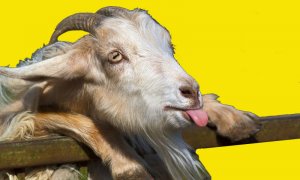 Контактный зоопарк - Тропикпарк. Евпаторийский экзотариум