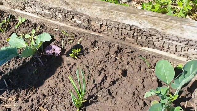 Купили дом в Ярославле/Наш райский сад и огород/Обзор участка/Груши/Яблони/Жимолость/Вишни/Черешни