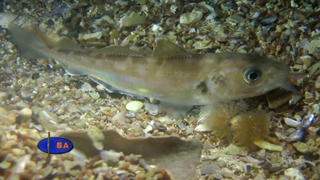 Рыбы Черного моря. Мерланг. смотреть онлайн