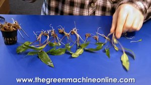 Preparing a Cryptocoryne for planting in an aquarium