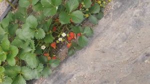 20210529 Клубника Анаис