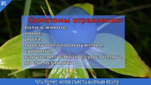 Волчья ягода что будет если съесть (Важно Знать!)