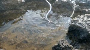 Осенний сарган