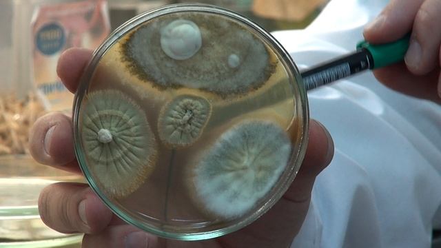 ГРИБЫ МЕТАРИЗИУМ || Взаимодействие различных видов и штаммов между собой смотреть онлайн