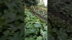 Петуния джоконда в открытом грунте