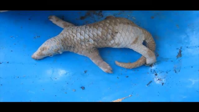 ПАНГОЛИНЫ часть 5 смотреть онлайн