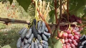 Сорта винограда Аватар, Дынька 22 авгуса 2022/ Виноградник Щереденкова В. А