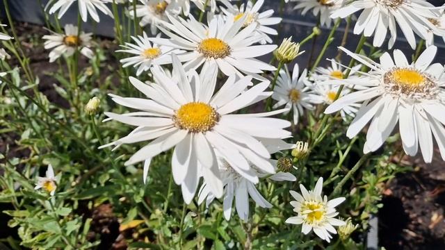 Margriet Vaste Plant - Leucanthemum 'Alaska'