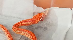 Маисовый полоз